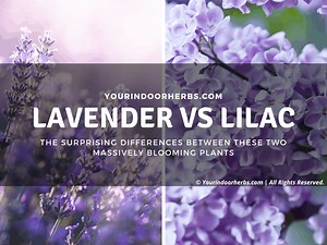 Lavender vs Lilac [Smell, Size, and Color - With Photos] | Your Indoor Herbs and Garden