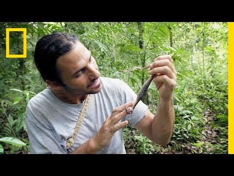 Snakes of South America | Primal Survivor