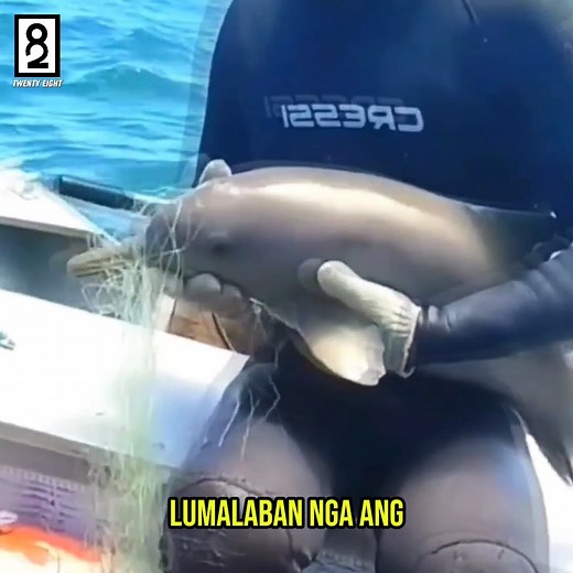 487K views · 10K reactions | Sobrang nag pasalamat ang pamilya ng dolphin sa pag tulong sa kanila  #storytelling #dolphins #reels | Twenty Eight | Facebook