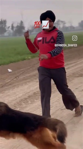 ☠️ german shepherd vs labrador ☠️