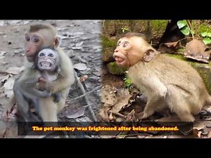 The pet monkey was terrified after being abandoned by its owner.