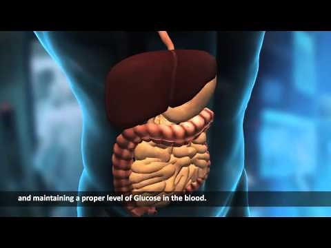 Internal Organs | Human Body | Science Video Lecture