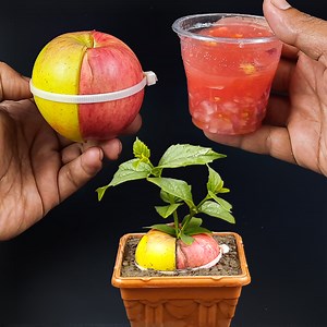 139K views · 3.1K reactions | How to Growing Apple tree in two apple fruits With onion, tomato to be single tree, How to Grafting | Rana Craft | Facebook