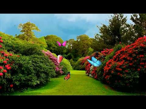 Beautiful Garden free background video