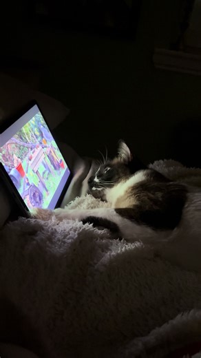 Arthur loves his birds and squirrels 😂🥰 #cat #catlover #cattok #chilling