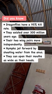 🪰 Dragonfly Facts That Will Terrify You #InsectFacts #NatureTrivia #DidYouKnow | Basic Math