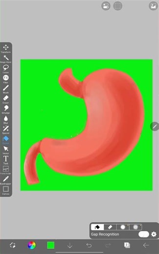 Stomach Anatomy 🎨 | IbisPaint Tutorial #shorts