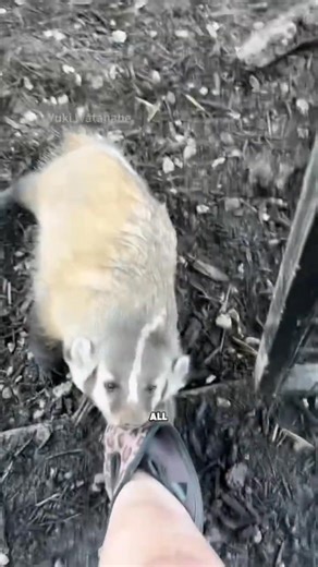 American badger 說 #animal #cute #badgers | Happy Stories | Facebook