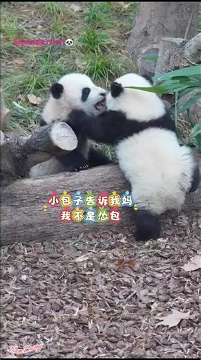 Cute Panda #namduong #xuhuong #fyp | Cute Panda