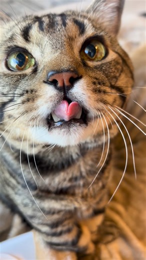 短足の海苔好きしらすさん🐟 on Instagram: "yummy😋💕 ⁡ ⁡ ⁡ ⁡ #がに股猫のしらすさん . . . . . . ⁡ ⁡ #pets #cat #catstagram #cutecat #lovecats #chat #petstagram #meow #gatto #katze #고양이 #animal #ねこ #猫 #ねこ部 #にゃんだふるらいふ #ニャンスタグラム #ねこのいる生活 #にゃんすたぐらむ #ねこすたぐらむ #エウレカねこ部 #ペコねこ部 #nekoclub #petemo #ねこちゃんホンポ #ねこめいと #catsofinstagram"