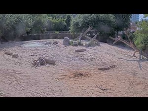 Rhino at Houston Zoo. Live streaming video