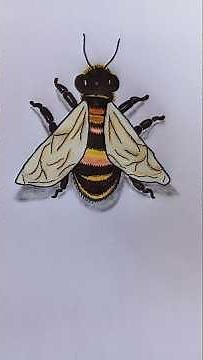 How to draw bumble bee || bhanwara ka Chitra kaise banaye #bumble bee #drawing #realistic #shorts