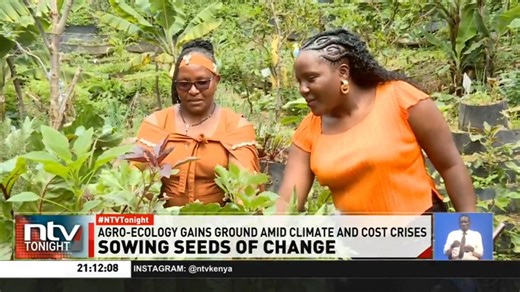 Sowing Seeds of Change: About 20 million Kenyans are undernourished as Kenya faces serious food insecurity ~ report. Stakeholders in the agriculture sector are promoting indigenous crops and climate-resilient farming practices to improve food production, nutrition, and income. #NTVTonight | NTV Kenya