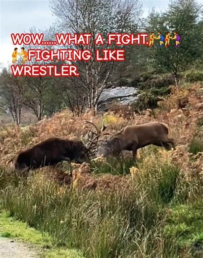 #WOW....WHAT A FIGHT🤼‍♂️🤼‍♀️🤼FIGHTING LIKE WRESTLERS.