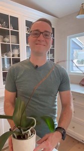 I tried to get a keiki to grow with keiki paste, but instead I got something else 😊 | Ohio Tropics Houseplant and Garden Care