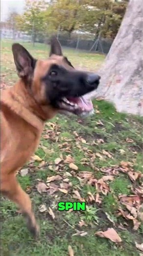 Dog Training: Watch Amazing Tricks & Commands Performance! #shorts