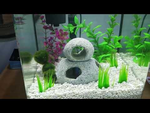 Treating Betta Fin Rot and Septicemia using Kanaplex