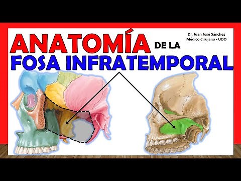 🥇 ANATOMÍA DE LA FOSA INFRATEMPORAL. ¡Explicación Sencilla!