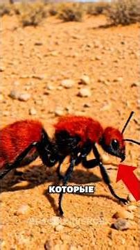 НЕ ТРОГАЙ КРАСНЫЙ ЦВЕТ! 🚫🐜 Убийца Коров #shorts #природа