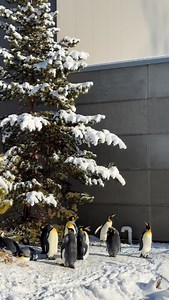 There’s something wildly strange going on at the zoo — everything is upside down! 👀 From penguins to tigers, we’re having fun with a topsy-turvy view of our wonderful wildlife… perfect for anyone who loves a little binge-night twist. 🤩 #YourZooYYC #WildlyStrange #AZAInTheUpsideDown | The Calgary Zoo