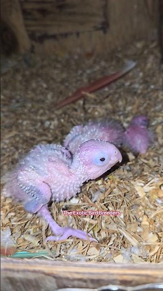 Pineapple Conure breeding progress 2026# Conure breeding result 2026# birds #birdlovers #conures