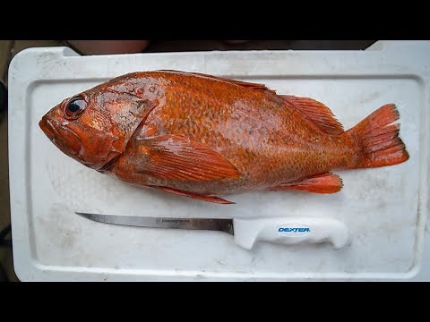 How To Fillet any Rockfish!