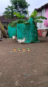 Runner ducks😅🏃🦆🏃🦆 #muscovyduck #animals #muscovy #ducks #patos #pet #pets #video #runnerduck | Putera Balap