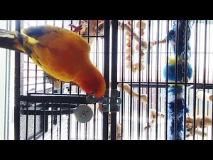 HUNGRY SUN CONURE UNLOCKS HIS CAGE FOR FOOD