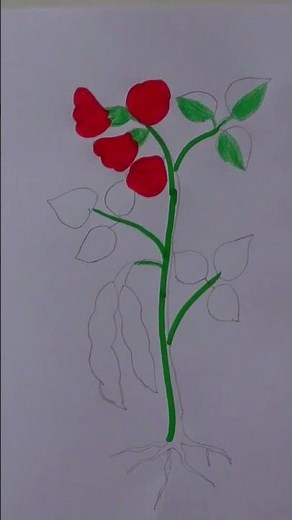 Dibujando la Planta y sus Partes #drawing #Shorts 🥀# SUSCRÍBETE..!!
