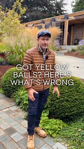 Have your Taxus baccata balls gone yellow, thin, or just plain sad-looking? Don’t panic, it doesn’t mean they’re dead, and the fix is simpler than you might think. On one side of this garden, the taxus balls are thriving in shade. The difference is striking. They’re lush, dark green, and beautifully dense. Why? Because in lower light the plant produces more chlorophyll, which not only deepens the colour but also thickens the foliage. They’re shaded, protected, and practically glowing with health