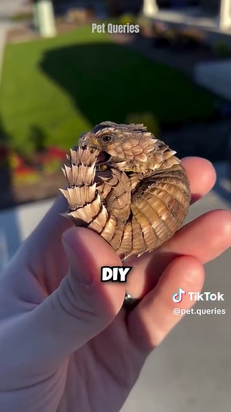 Armadillo Lizard: Nature's Quirky Little Warrior