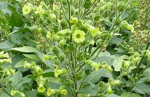 Nicotiana rustica - Alchetron, The Free Social Encyclopedia