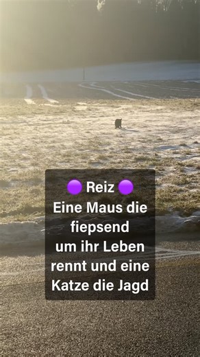 Rosa Eymann on Instagram: "🟣 Basis vor Reiz 🟣 Wir habe seit ein paar Tagen eine Katze bei uns die Vollgas gibt. Gestern sass sie bei uns im Garten und hat uns ständig angemauzt. Damit solche Reize besprochen werden könnn, muss die Basis - das soziale Miteinander - geklärt sein. Wie unfair ist es mit dem Hund nur in die Kommunikation zugehen wenn das System eh schon kurz vor Kollaps ist? Wir zeigen dir bei Reana Dogs wie du mit deinem Hund in einem Setting arbeiten kannst wo du Schritt für Schr