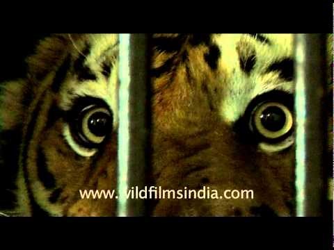 Caged man-eater!