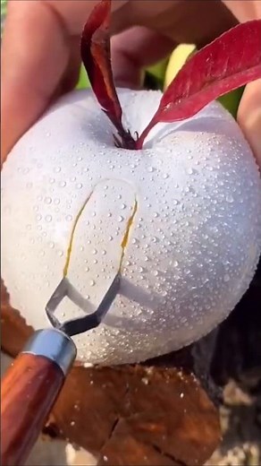 Enjoy beautiful white apple🍎