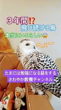 ３年間も飛び続ける鳥がいるらしい20260630ライブ ハイライト#snowyowl #シロフクロウ #owl #フクロウ