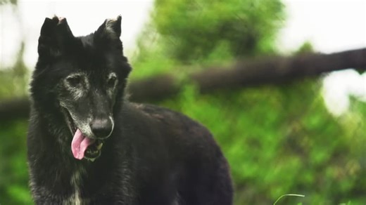 Extinct or Alive S01:E04 - Florida Black Panther