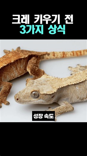 크레 키우기 전 3가지 상식