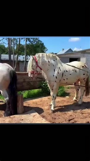 Strength and Trust in Equestrian Riding