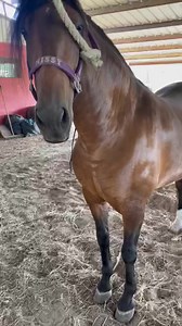 15K views · 207 reactions | IN AUCTION SATURDAY 8-12-23 Español 6years old any body can ride him he will do anything to please you | Elkhart Horse Auctions | Facebook
