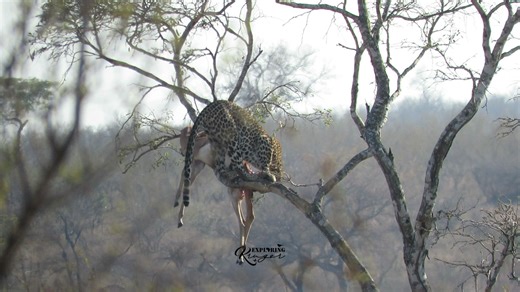 1.3K reactions · 24 shares | LEOPARD GYMNASTICS The sighting was a...