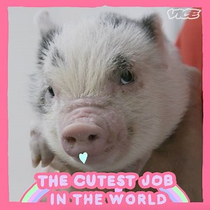 2.2M views · 6.1K reactions |  Watch these miniature pigs waggle their snouts and hop tiny hurdles. Follow The Cutest Job in the World for more of the world's cutest animals. | The Cutest Job in the World | Facebook