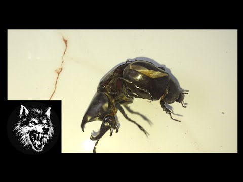 BEETLE WARS ​RARE VIDEO! TWO RHINOCEROS BEETLES FIGHTING AND WRESTLING WITHOUT STOPPING!