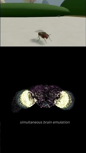 Scientists Copied a Fly’s Brain Into a Computer