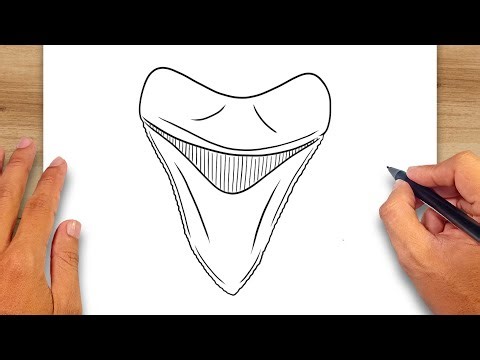 How to draw Megalodon Tooth