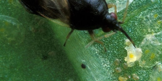 Biting blight: When minute pirate bugs might buzz-off