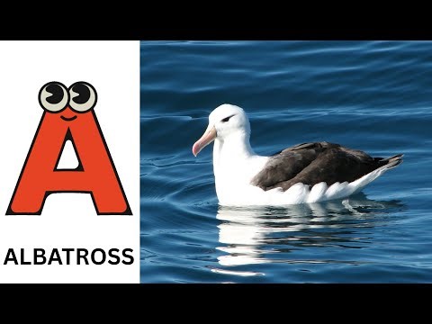 ABC Song | Birds ABC Song | Phonics for Kids| Learn ABC, Baby | Alphabet Letters