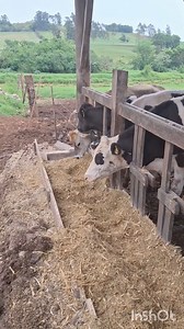 37K views · 1.7K reactions | Melhor sensação é ver um animal que estava doente voltando pro cocho pra se alimentar, junto das outras | Diário de uma produtora de leite | Facebook