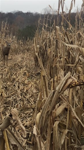 Samson's Whitetail Mountain on Instagram: "Who hunts corn ?"