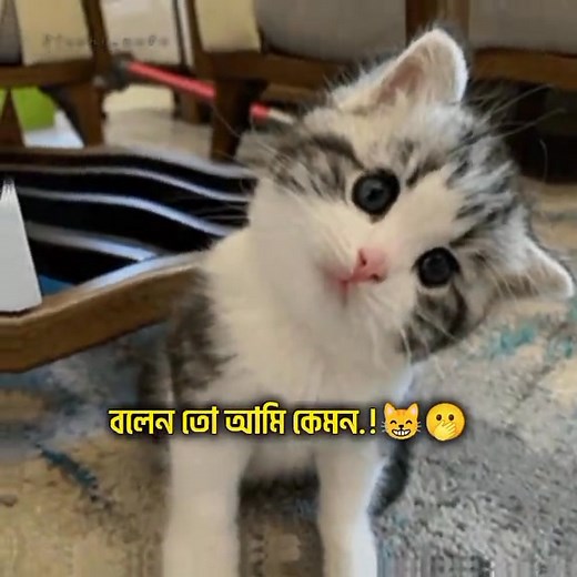 6.1K views · 24 reactions | Bolo bolo﫣 | Cute profile pic | Facebook